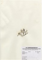 藏品(鐵釘菜)的圖片